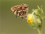 Landkaertchen-25_April_2017-Araschnia_levana-1__Generation.jpg