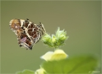 Landkaertchen-Araschnia_levana-1__Generation-09_April_2017.jpg