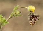 Landkaertchen-Araschnia_levana-1__Generation-25_04_2017.jpg