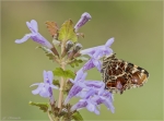 Landkaertchen-Araschnia_levana-1__Generation-auf_Gundermann-glechoma_hederacea_.jpg