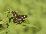 Landkaertchen-Araschnia_levana-2__Generation-22_08_2017.jpg