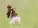 Landkaertchen-Araschnia_levana-2__Generation.jpg