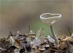 Langfuss_Lorchel-Helvella_macropus-30_09_2014.jpg