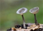 Langfuss_Lorchel-Helvella_macropus-Oktober_2014.jpg