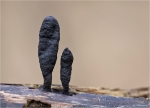 Langstielige_Ahorn-Holzkeule-2014.jpg