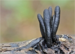 Langstielige_Ahorn-Holzkeule.jpg