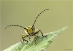 Leiterbock-Saperda_scalaris-25_05_2019.jpg