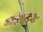 Lindenschwaermer-Mimas_tiliae-maennlich.jpg