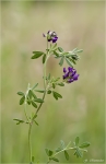 Luzerne-Medicago_sativa.jpg
