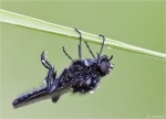 Maerzfliege-Bibio_marci-Mai_2015.jpg