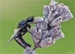 Maerzfliege-Bibio_marci.jpg