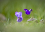 Maerzveilchen-Viola_odorata-2015.jpg