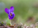 Maerzveilchen-Viola_odorata-Duftveilchen.jpg