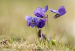 Maerzveilchen-Viola_odorata.jpg
