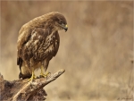 Maeusebussard-09_Februar_2017-Buteo_buteo-buzzard.jpg