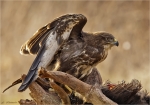 Maeusebussard-29_Januar_2017.jpg