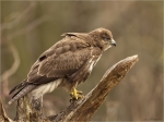 Maeusebussard-Buteo_buteo-02_02_2017.jpg
