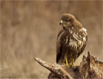 Maeusebussard-Buteo_buteo-02_Februar_2017.jpg