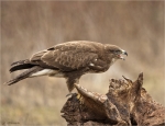 Maeusebussard-Buteo_buteo-09_02_2017.jpg