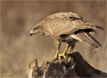 Maeusebussard-Buteo_buteo-15_02_2017.jpg