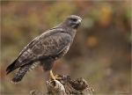 Maeusebussard-Buteo_buteo-21_11_2018.jpg