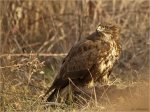 Maeusebussard-Buteo_buteo-27_01_2017.jpg