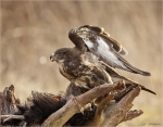 Maeusebussard-Buteo_buteo-29_01_2017.jpg