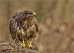 Maeusebussard-Buteo_buteo-Januar_2017.jpg