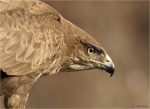 Maeusebussard-Buteo_buteo-Portrait-13_02_2017.jpg