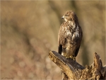 Maeusebussard-Buteo_buteo-buzzard-13_02_2017.jpg