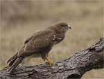 Maeusebussard-Buteo_buteo-buzzard-13_Februar_2017.jpg