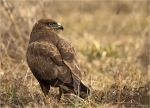 Maeusebussard-Buteo_buteo-im_Gras-Februar_2017.jpg
