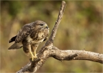 Maeusebussard-Buteo_buteo-male-11_10_2018.jpg