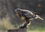 Maeusebussard-Buteo_buteo-mit_Ratte.jpg