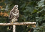 Maeusebussard-buzzard-01_10_2016.jpg