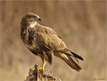 Maeusebussard-buzzard-02_Februar_2017.jpg