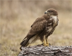 Maeusebussard-buzzard-09_02_2017.jpg