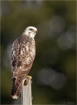 Maeusebussard-buzzard-11_07_2015.jpg