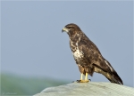 Maeusebussard-buzzard-14_09_2016.jpg