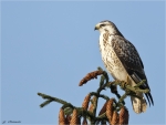 Maeusebussard-buzzard-18_10_2017.jpg