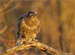Maeusebussard-buzzard-19_01_2017.jpg