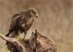 Maeusebussard-buzzard-Buteo_buteo-02_02_2017.jpg