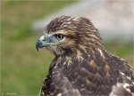 Maeusebussard-buzzard-Portrait.jpg
