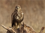 Maeusebussard-buzzard-frontal-02_02_2017.jpg