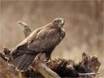 Maeusebussard-buzzard-mit_Beute-Januar_2017.jpg