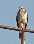 Maeusebussard002.jpg