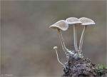 Maeuseschwanz_Ruebling-Baeospora_myosura-auf_Tannenzapfen.jpg