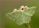 Magerrasen-Gruenspanner-Thalera_fimbrialis-20_07_2017.jpg