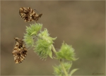Magerrasen_Perlmutterfalter-21_07_2020-Boloria_dia.jpg