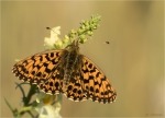 Magerrasen_Perlmutterfalter-Boloria_dia-13_08_2019.jpg